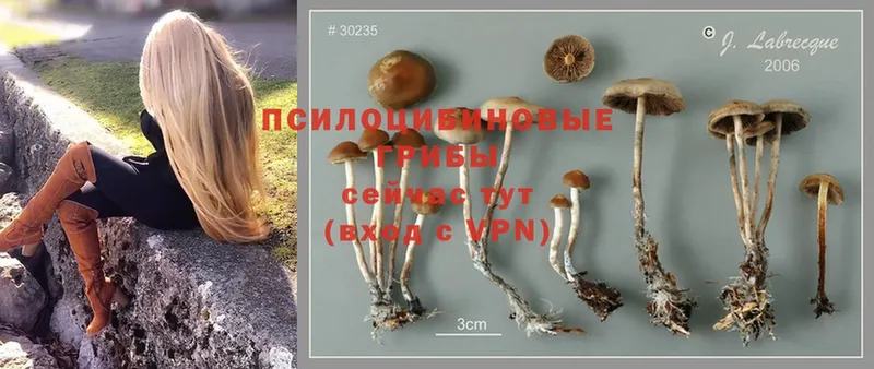 Псилоцибиновые грибы MAGIC MUSHROOMS  Железногорск 